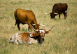 longhorns