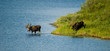 Photo: moose crossing moose crossing