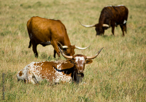 Photo: longhorns longhorns