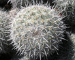 prickly plant