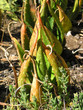 wild plant