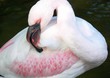 flamingo two