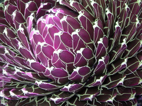 Foto: purple plant purple plant