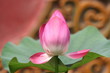 lotus rose