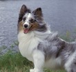 dottie