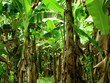 banana plantation banana plantation