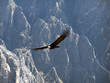 el condor