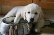 chiot