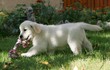 chiot golden chiot golden