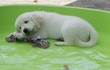 chiot chiot