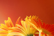 flowers border