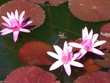 nénuphar nénuphar