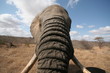 éléphant d'afrique du sud