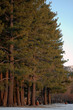 trees