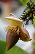banana tree flower