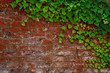 wall & english ivy
