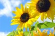 Image : sunny sun flowers