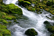 forest stream