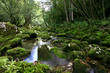 forest stream