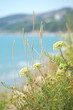 macro de fleurs