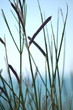 macro de plante