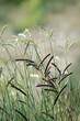macro de plantes