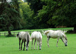 trois chevaux trois chevaux