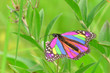 rainbow butterfly