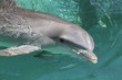 dolphin,mammal,sea mammal,animal,water,ocean,islan