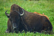 yellowstone bison