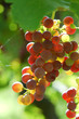 sunny grapes