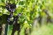 vineyard