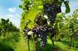vineyard