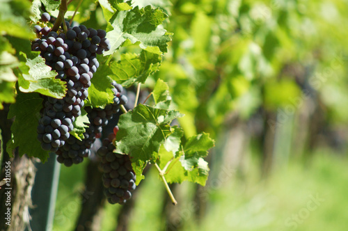 Photo: vineyard vineyard