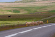 moutons islandais moutons islandais