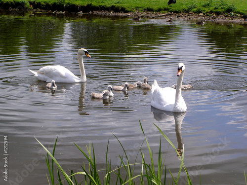 Photo: swans and cygnets swans and cygnets