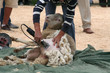 sheep shearing