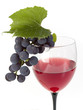 wine