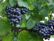 weinrebe