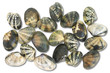 vongole veraci