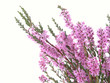 heather