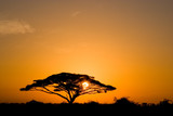 acacia tree at sunrise - Fine Art prints