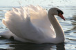 wunderschöner schwan im sonnenuntergang