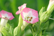 tabakblüte