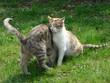 cats cats
