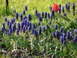 tulip in blue flower tulip in blue flower