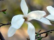 magnolia magnolia