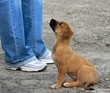 poor dog poor dog