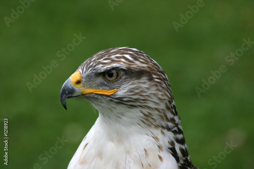 Foto: königsrauhfussbussard königsrauhfussbussard