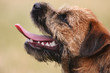happy dog